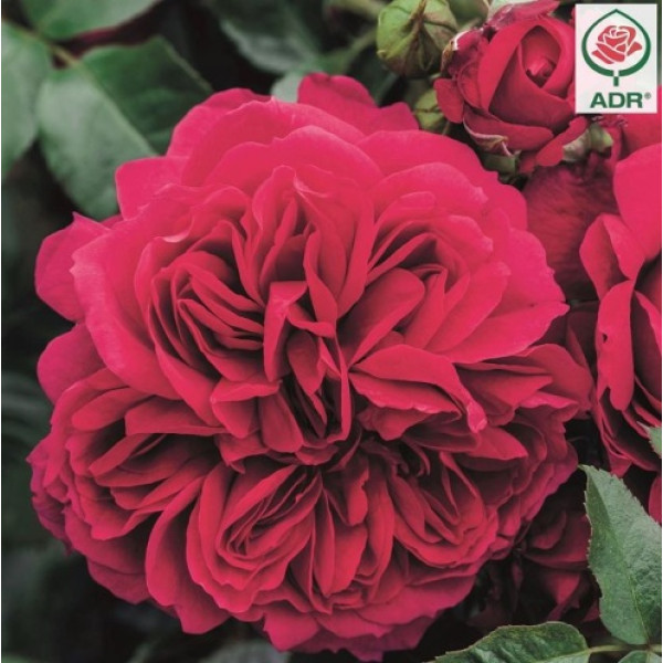 SOUL® "Rose des Jahres 2018" SOUL® "Rose des Jahres 2018"